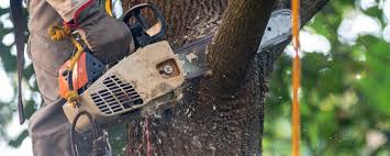 How Our Tree Care Process Works  in  Marietta, GA