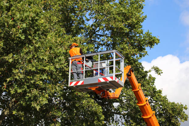  Marietta, GA Tree Removal Pros